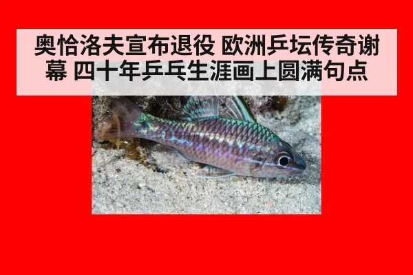 奥恰洛夫宣布退役 欧洲乒坛传奇谢幕 四十年乒乓生涯画上圆满句点
